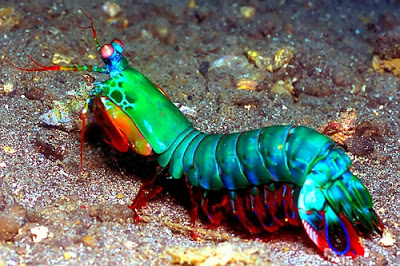 Mantis-shrimp